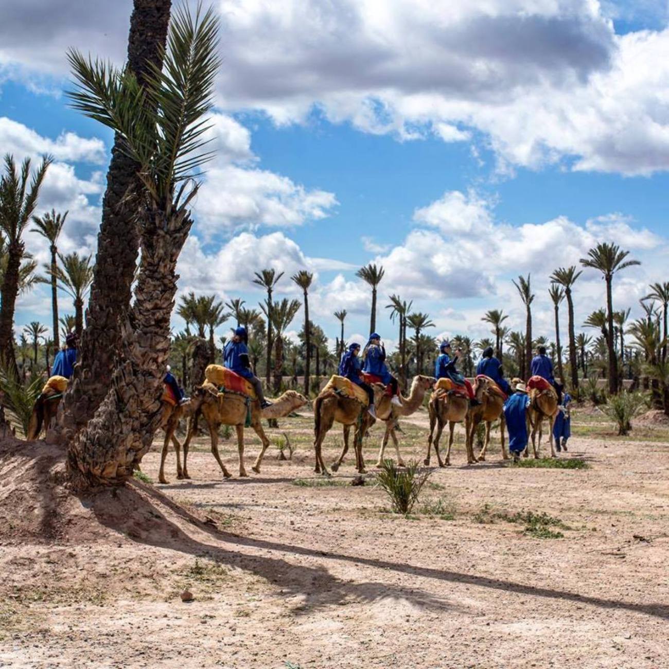 Balades en chameaux à Marrakesh pas cher